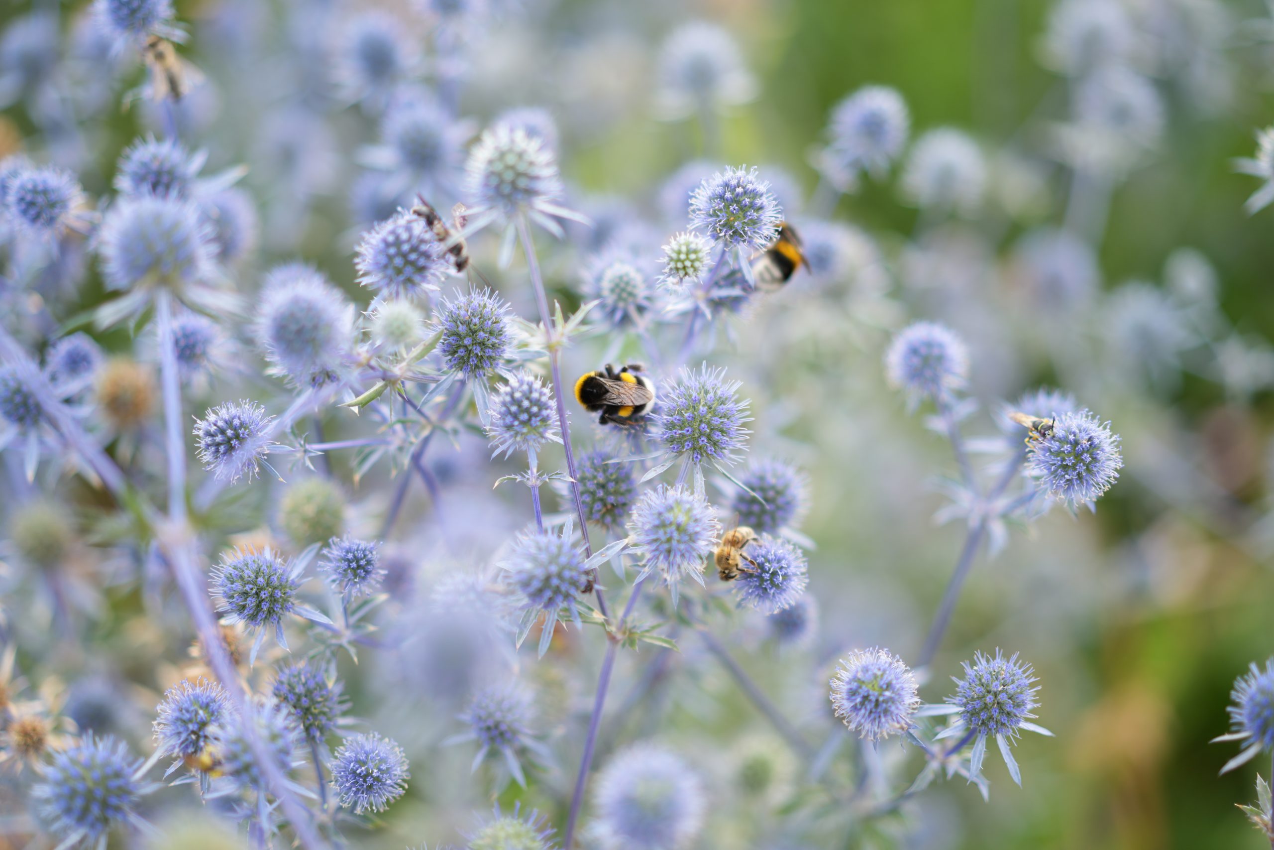 Natur-Detailfoto Rheinland – Makro-Aufnahme Blumen mit Bienen für ruhigen Social Media Content