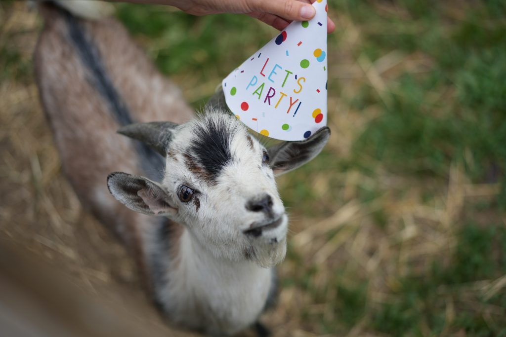 Tier-Fotografie mit Partyhut – Ausgefallenes Event-Motiv für private Feiern im Raum Bonn