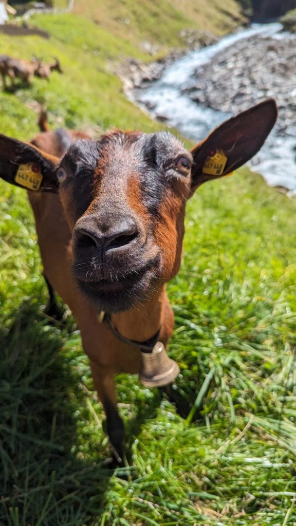 Authentisches Brand Visuals Bonn – Close-up eines Tieres für eine nachhaltige oder naturverbundene Marke